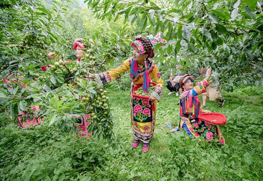 文旅相融 农旅互动 2019第二届茂县李文化旅游节开幕