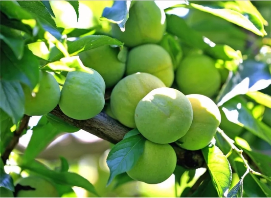 十年茂县李 羌山尽欢颜