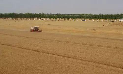 “渤海粮仓”工程：五年增粮200多亿斤