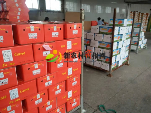 上合青岛峰会效应彰显 平度仁兆胡萝卜加工出口忙