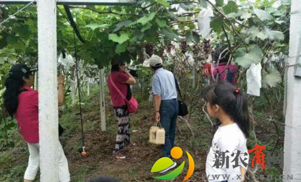平度市仁兆镇用沼液浇灌的有机葡萄开摘.jpg