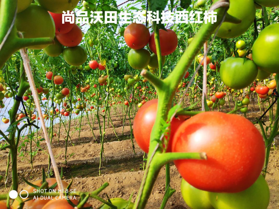 辽宁尚品沃田生态农业-让绿色科技服务千万家