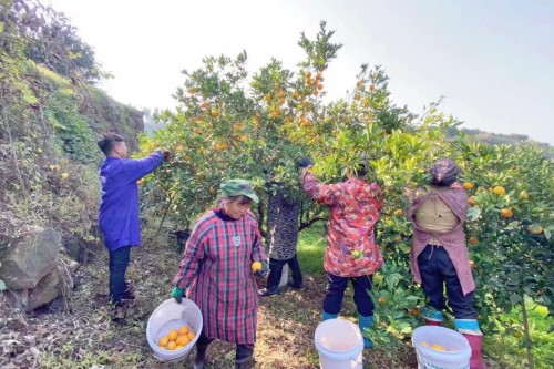 征战中国农业高质量发展博鳌峰会 麻阳冰糖橙斩获行业双料大奖