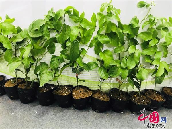 福建百香果惊艳618海峡项目成果交易会