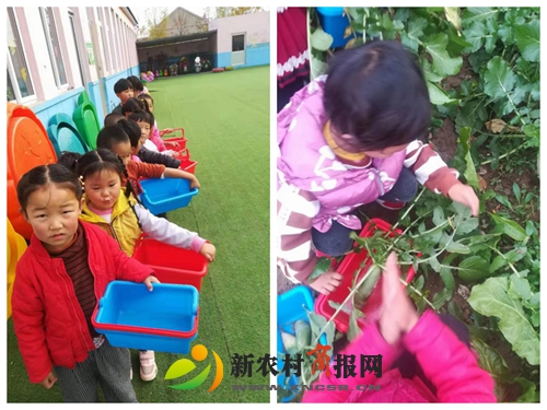 拔萝卜奇妙体验之旅——平度仁兆镇东沟幼儿园开展萝卜丰收主题活动