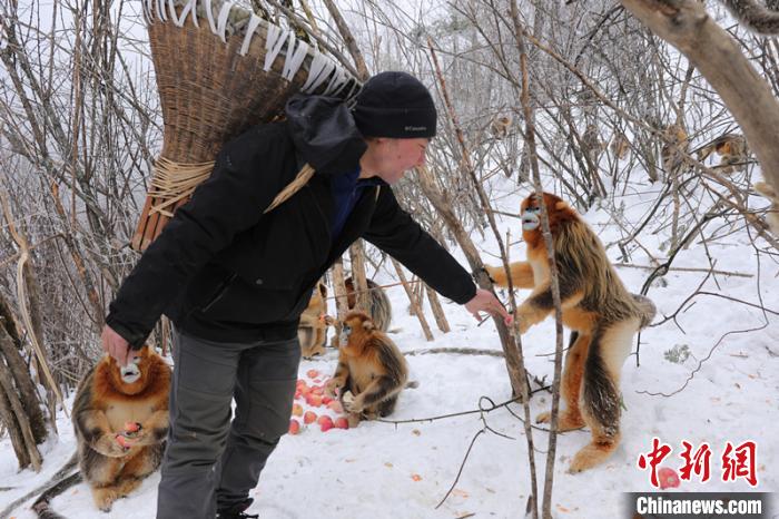 神农架国家公园：大规模人工补食助野生动物越冬