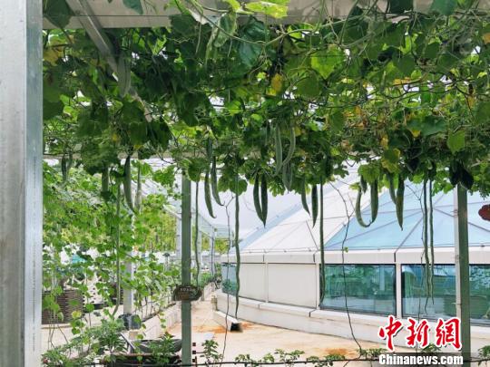 探访重庆首个都市太空梦幻农场：一个南瓜重200斤
