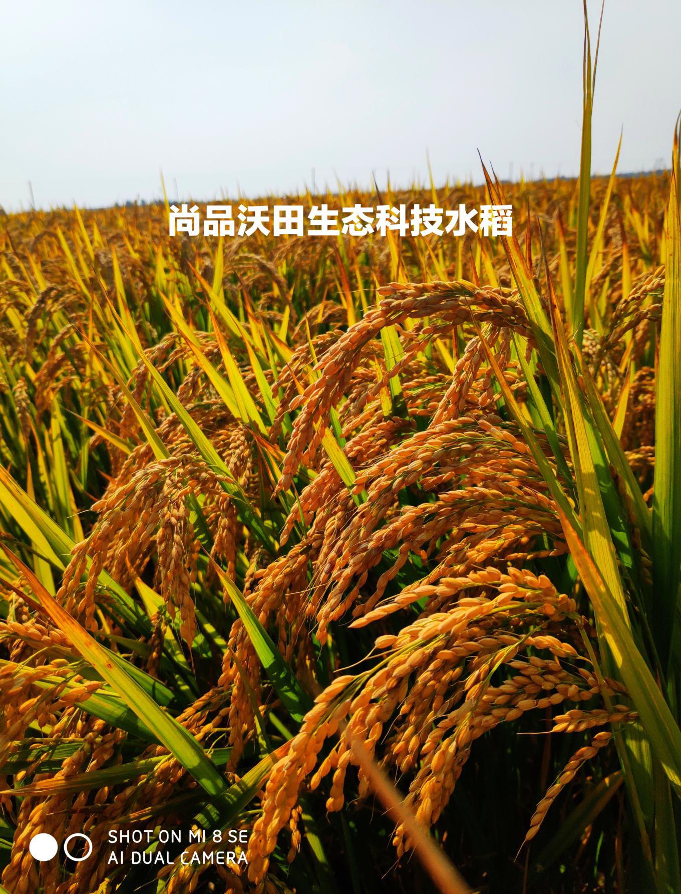 辽宁尚品沃田生态农业-让绿色科技服务千万家