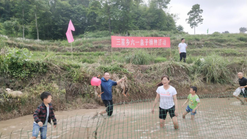 石柱县三星乡六一亲子插秧活动
