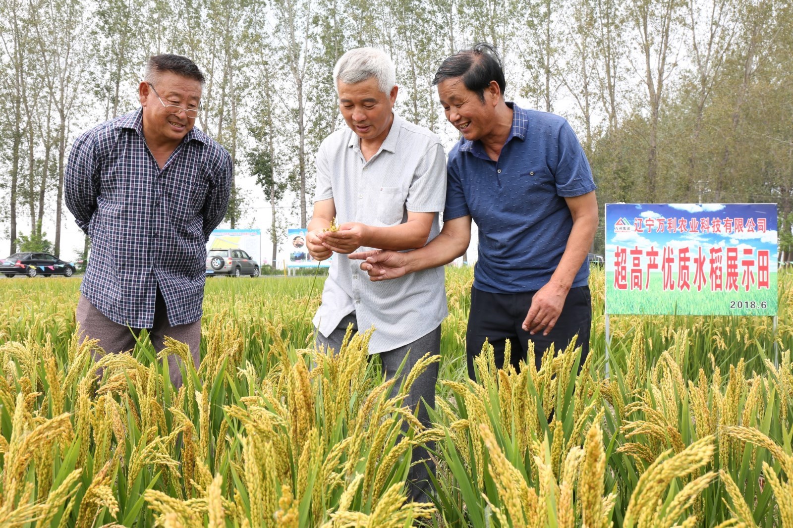 辽宁鞍山：科研水稻实现增产增收将带动农民脱贫致富