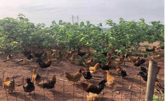 种桑养蚕有望成为长江经济带生态修复重要模式