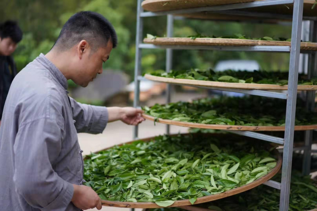 2019中国茶业制茶大师——黄锋荣获新晋 “茶王”实至名归