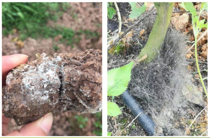 这款果农朋友都在用的生物有机肥——丰菌龙，到底有什么特别之处？