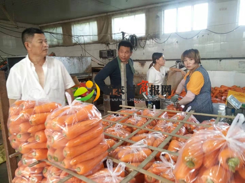 上合青岛峰会效应彰显 平度仁兆胡萝卜加工出口忙
