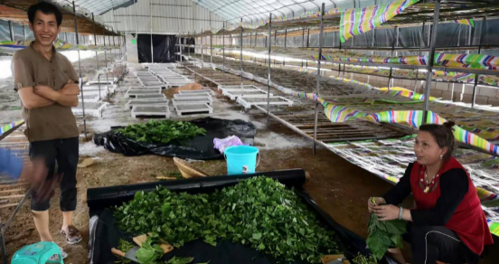 种桑养蚕有望成为长江经济带生态修复重要模式