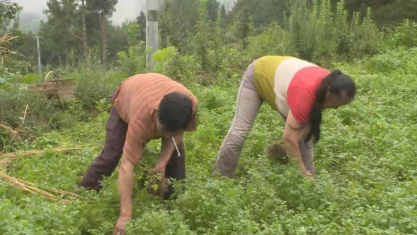 蔡双周：不让“病根”变“穷根”