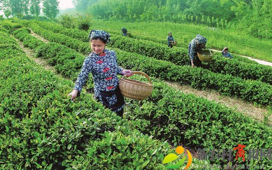 青岛西海岸新区获评两项省级乡村振兴典型案例