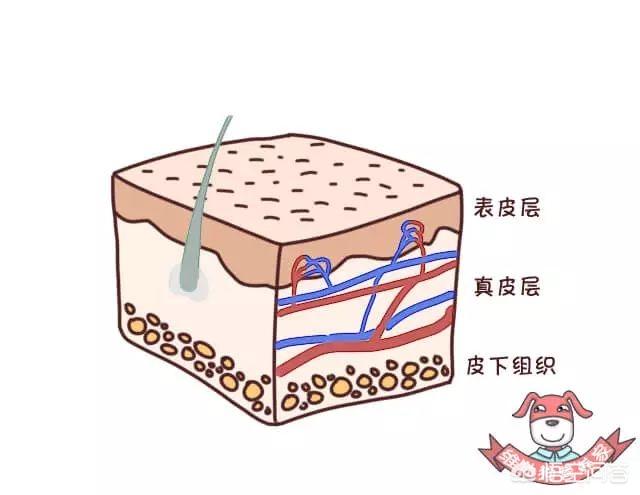 ▼ 皮肤是由表皮层和真皮层组成。 百战不殆。要说护肤，首先得了解皮肤。