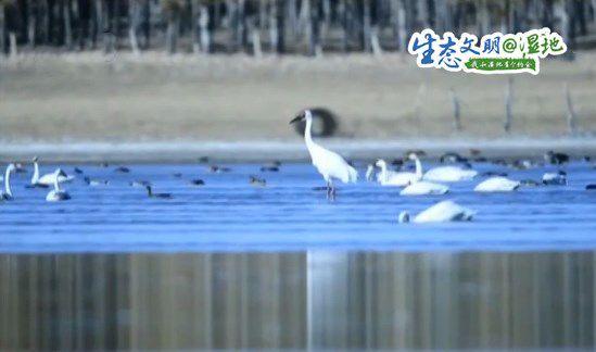 内蒙古生态环境改善吸引大批候鸟过境