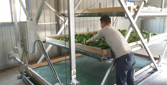 种桑养蚕有望成为长江经济带生态修复重要模式