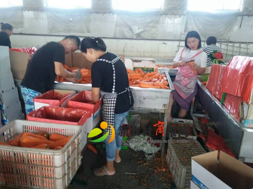 上合青岛峰会效应彰显 平度仁兆胡萝卜加工出口忙