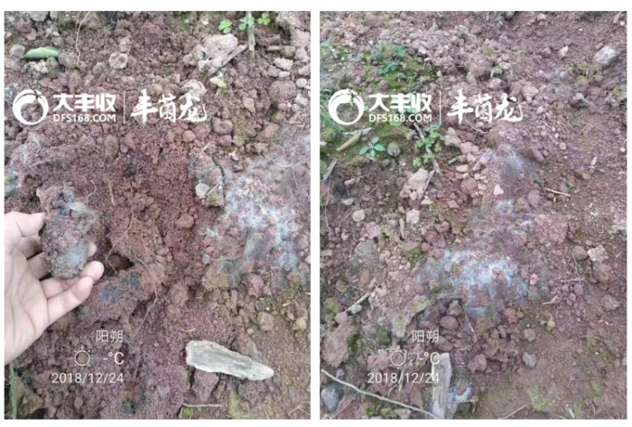 这款果农朋友都在用的生物有机肥——丰菌龙，到底有什么特别之处？