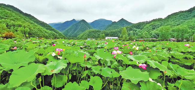 荷香风情
