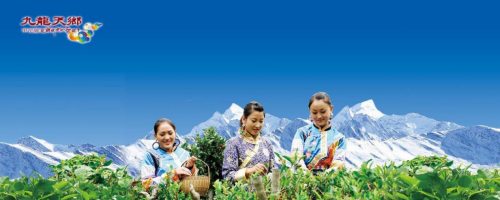 四川“九龙天乡茶叶”——打入高端市场的优质品牌