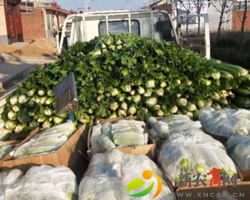 即墨：党员干部齐发力 保障村民的“菜篮子”