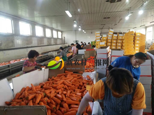 上合青岛峰会效应彰显 平度仁兆胡萝卜加工出口忙