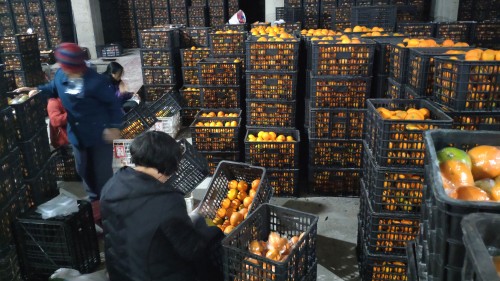 征战中国农业高质量发展博鳌峰会 麻阳冰糖橙斩获行业双料大奖