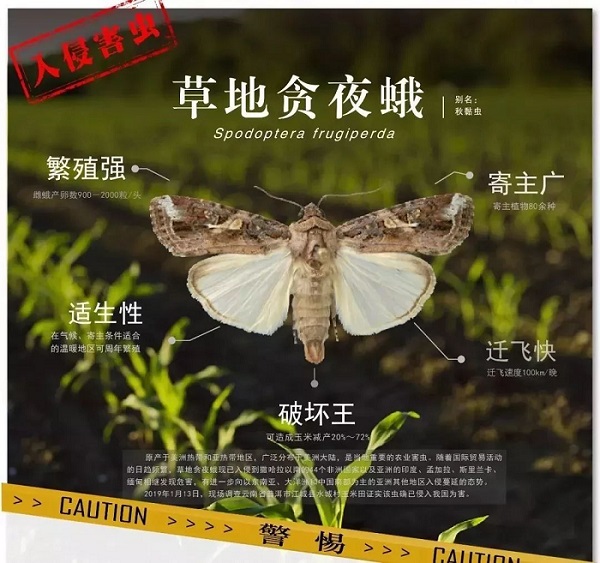没有天敌的草地贪夜蛾如何防治？草地贪夜蛾首席专家王振营教授这样说