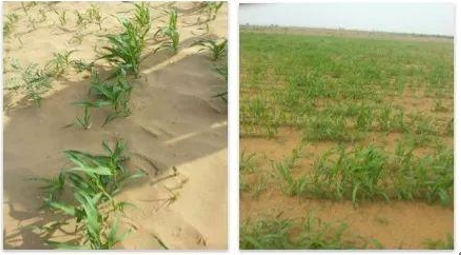 打造优良生态环境，生物动力助力质量兴农