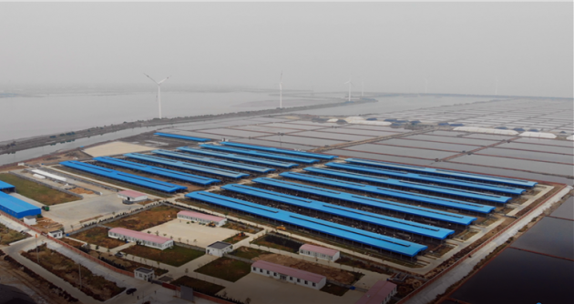 科学合理开发利用盐碱地，胜伟集团开启中国草饲畜牧业发展新契机