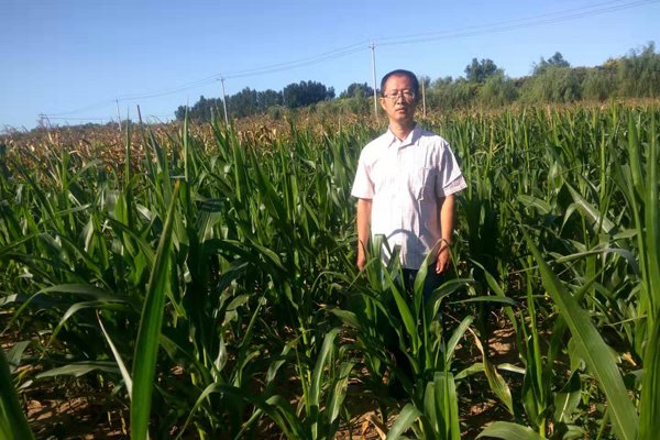 首位提出糯玉米入主食的中国农业专家