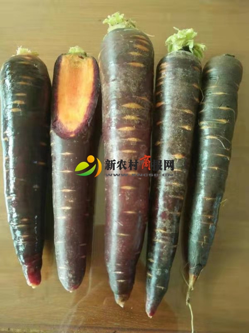 平度市仁兆镇“紫玉胡萝卜”上市引发抢购热