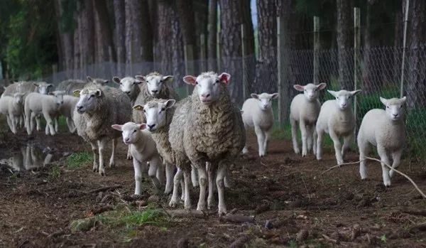 黑龙江发生疑似羊炭疽疫情，1人临床诊断为疑似病例