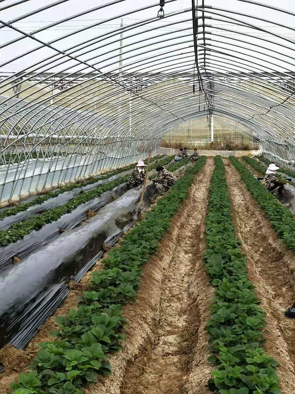 安徽定远：聚焦乡村振兴战略谱写绿色发展新篇章