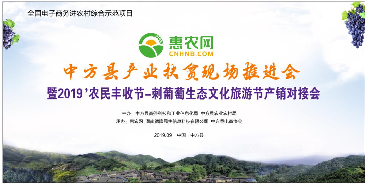 中方县刺葡萄熟了 惠农网将携手采购商“大佬”产地直采