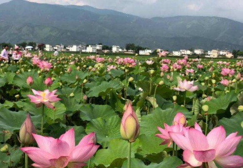 大智慧引领办节新模式