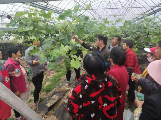 市场需求会说话 三润集团用“一颗葡萄”改变一个产业