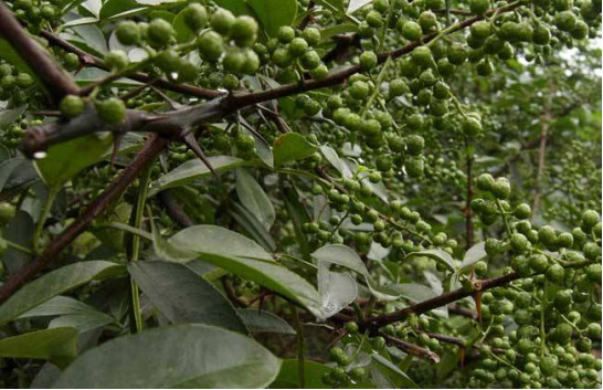 贵州西洋实业：一套解决方案，36万亩花椒园升级成“金”饭碗