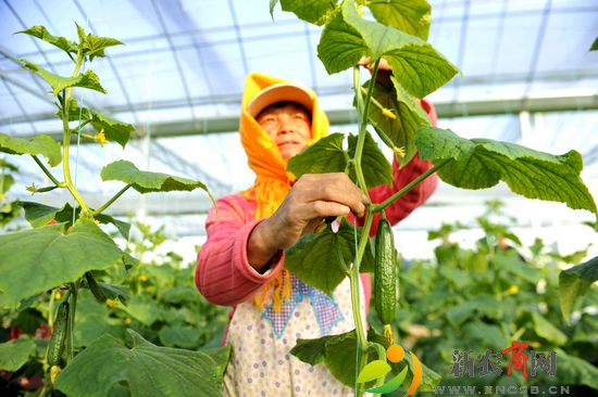 村民在供销社大场农业产业园整理黄瓜悬蔓（摄影：俞方平）.JPG