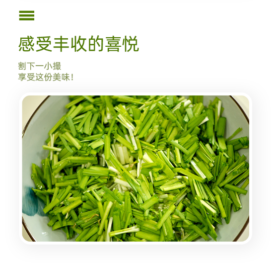 新年送礼有新意，南宫黄韭盆栽受追捧