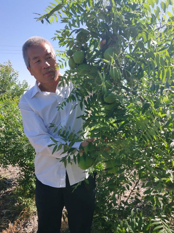 文冠果产业的拓荒者马成福