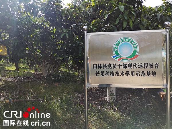广西田林：党员领航发展芒果产业 带动群众致富奔小康 