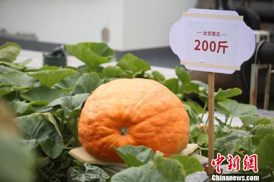 探访重庆首个都市太空梦幻农场：一个南瓜重200斤