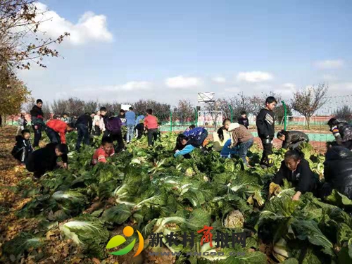 胶州市沙梁小学开展“走进田园 收获快乐”活动