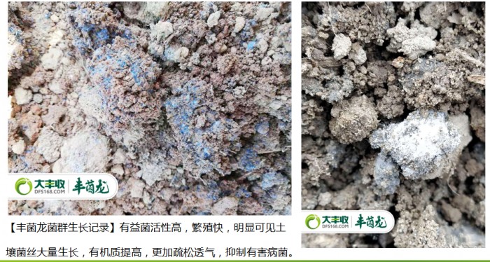 这款果农朋友都在用的生物有机肥——丰菌龙，到底有什么特别之处？